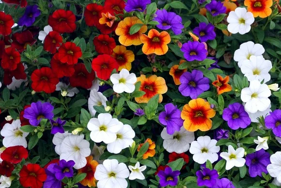 Bunte Petunienblüten in voller Blüte