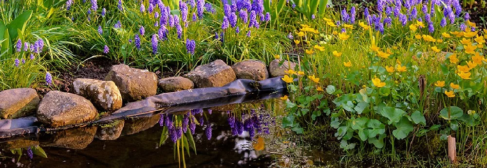 Gartenteich mit Blumen
