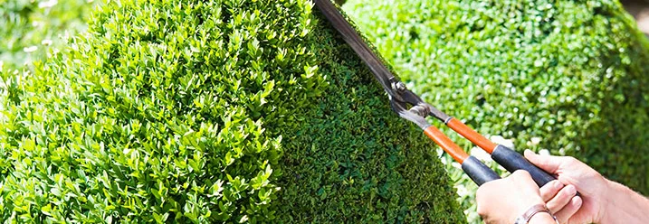 Person schneidet Hecke mit Schere