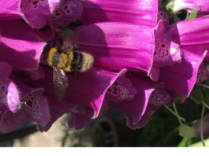 Biene auf Fingerhutblüten