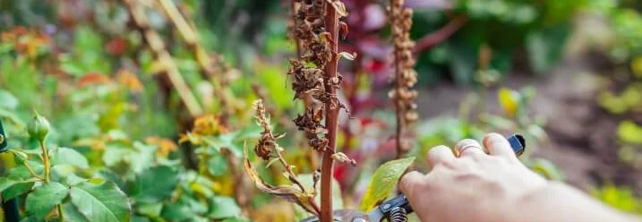 Hand schneidet Pflanze mit Gartenschere