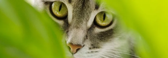 Neugierige Katze mit grünen Augen schaut zwischen zwei Pflanzenblättern durch