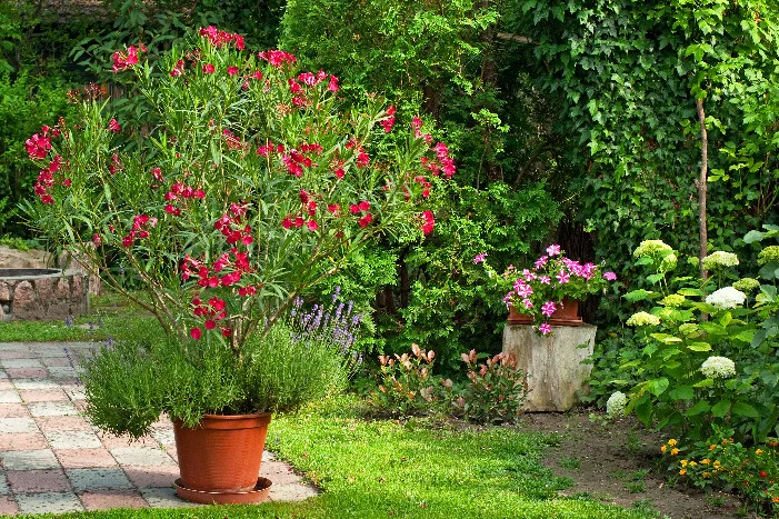 Blühender Oleander im Topf