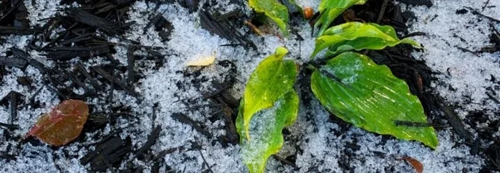 Grüne Pflanze im Schnee