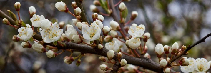 Blühender Zweig mit weißen Blüten