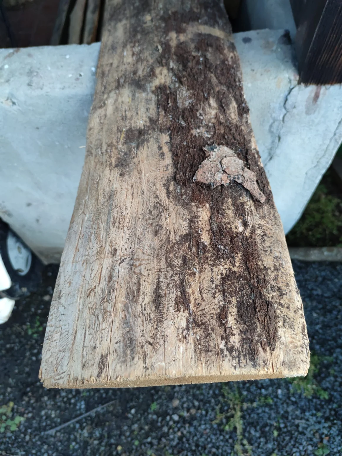 Schädlingsbefall an einem alten Holzbrett