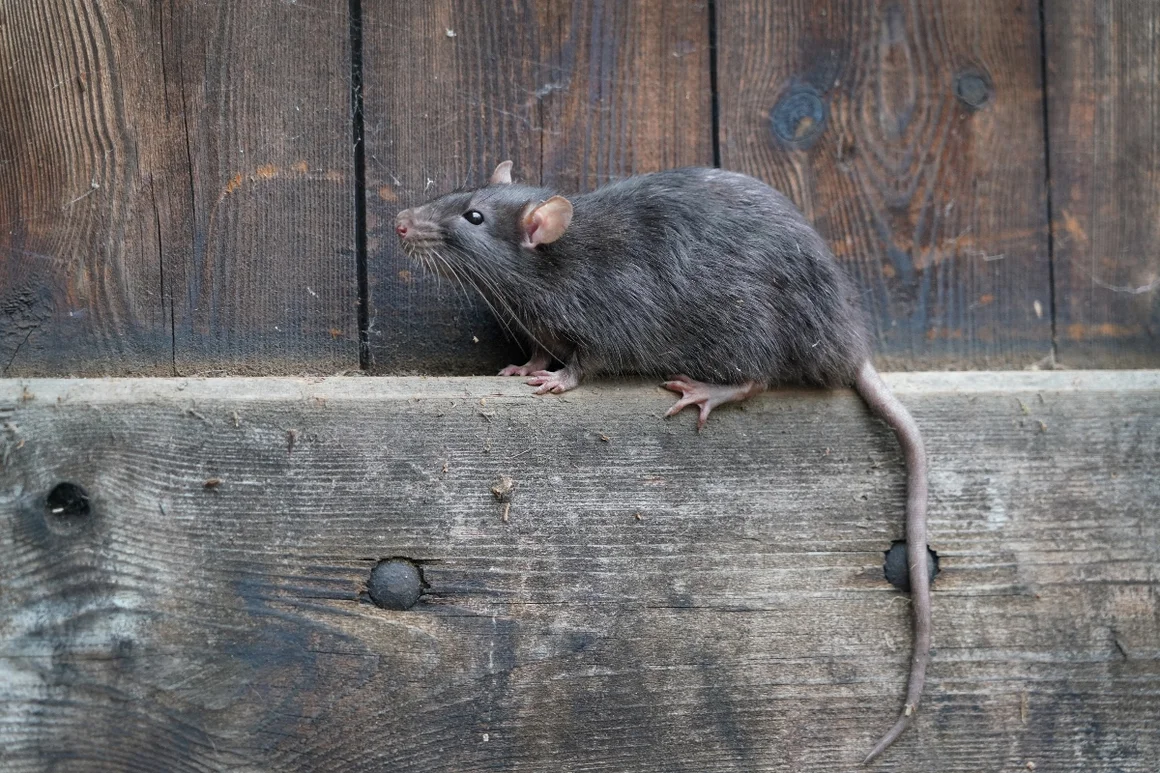 Ratte auf Holzbalken