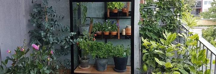 Kleines Gewächshaus auf einem Balkon