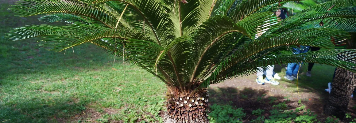 Kleine Palme im Garten