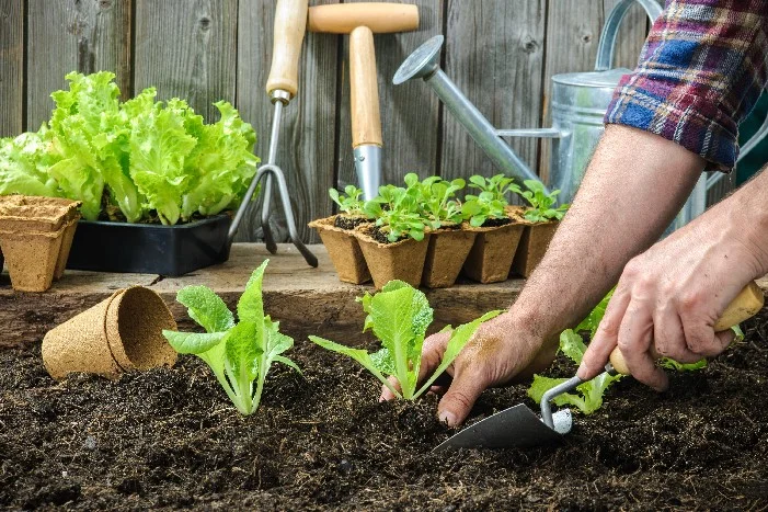 Person pflanzt Salatsetzlinge mit einer Handschaufel