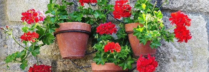 Drei rote Geranien in Töpfen