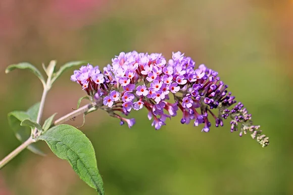 Lila Blüten am Zweig