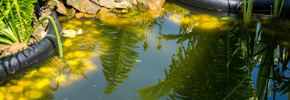 Spiegelung von Farnen im Teich