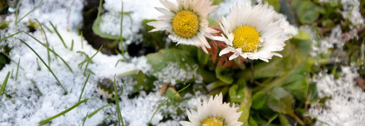 Gänseblümchen im Schnee