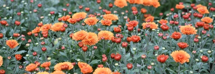 Viele orangefarbene Chrysanthemen