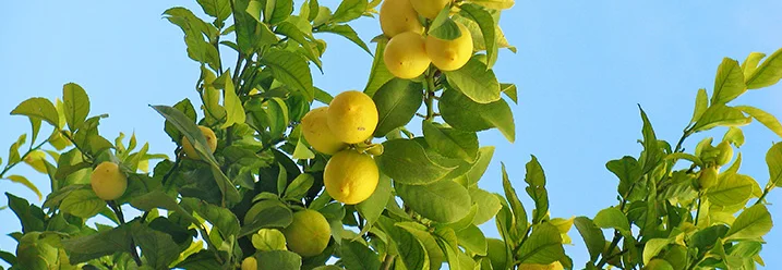 Zitronenbaum mit Zitronen