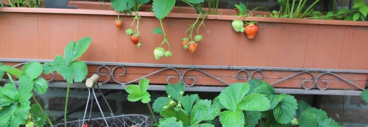 Erdbeeren in Blumenkästen