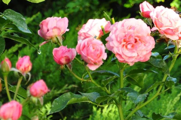 Rosa Rosen im Garten