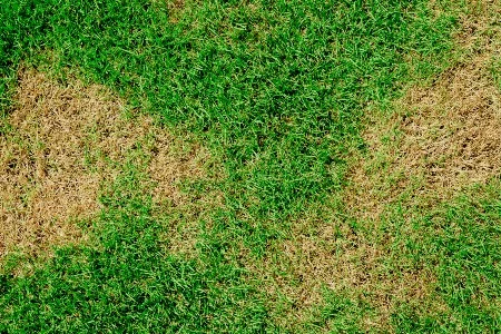 Braune Flecken im grünen Rasen