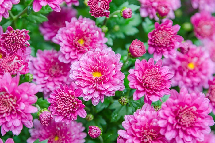 Rosa Chrysanthemenblüten