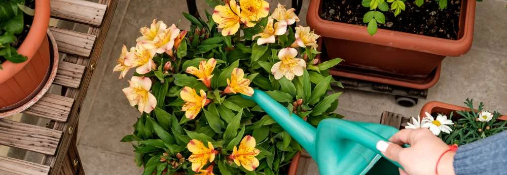 Eine Person gießt Blumen auf dem Balkon mit einer grünen Gießkanne.