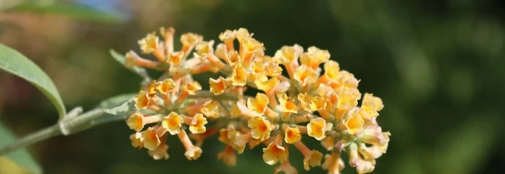 Orangefarbener Sommerflieder
