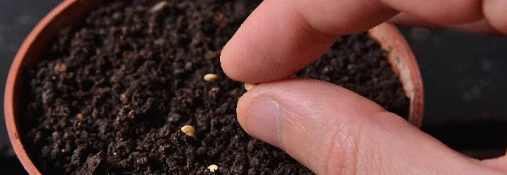 Hand sät Samen in einen Topf