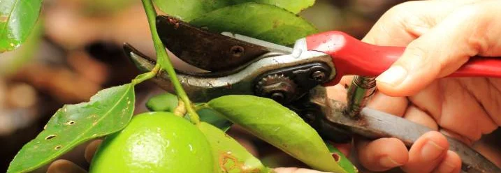 Hand erntet Zitrone mit Gartenschere