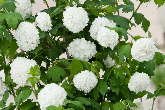 weiße Blüten am Strauch