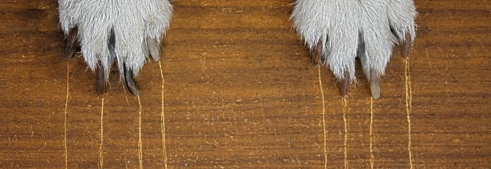 Hundepfoten mit langen Krallen auf Holz