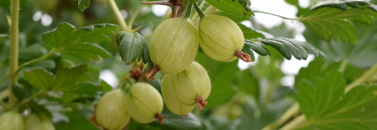 Grüne Stachelbeeren an Strauch