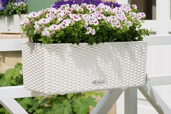 Weißer Blumenkasten mit pinken Blumen