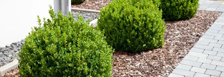 Gepflegter Gartenweg mit Buchsbäumen