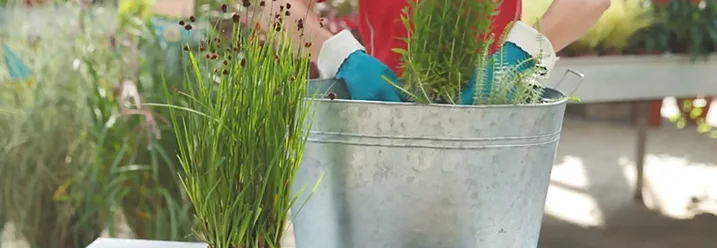 Person bepflanzt Zinkwanne, um einen Mini-Teich zu schaffen