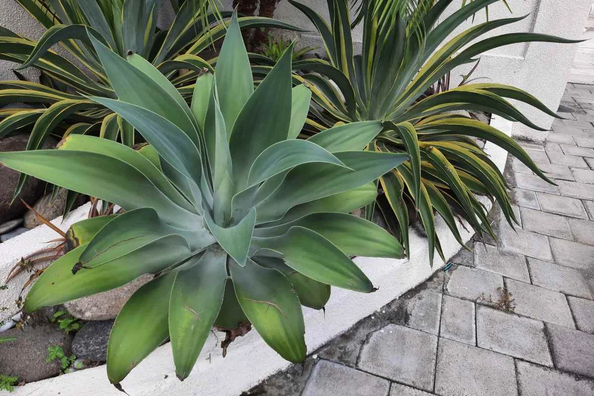 Große Agave und andere Pflanzen im Garten