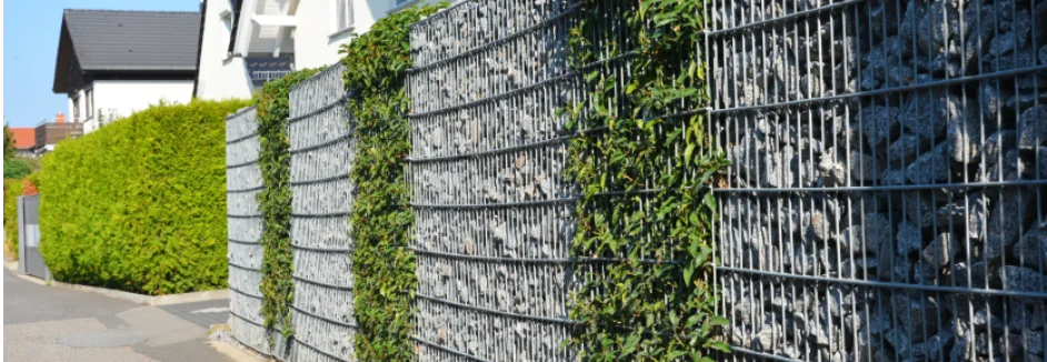 Gabionenwand mit Rankpflanzen