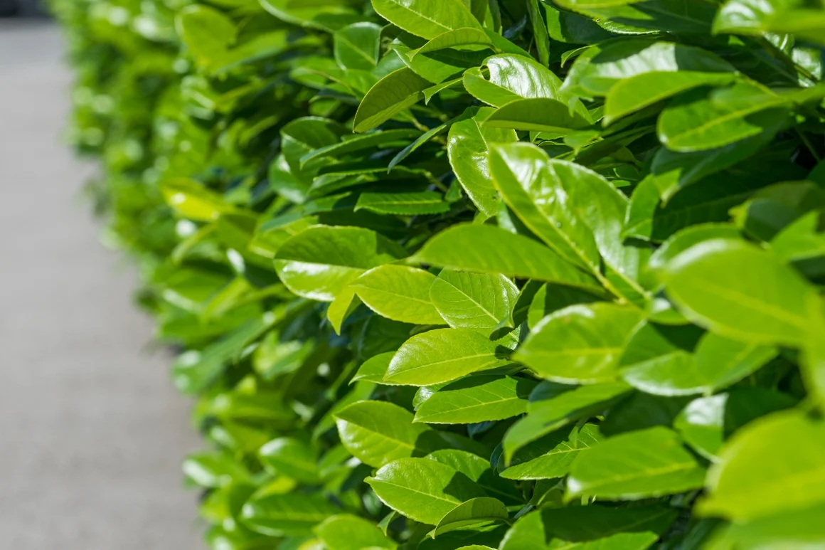 Grüne Hecke