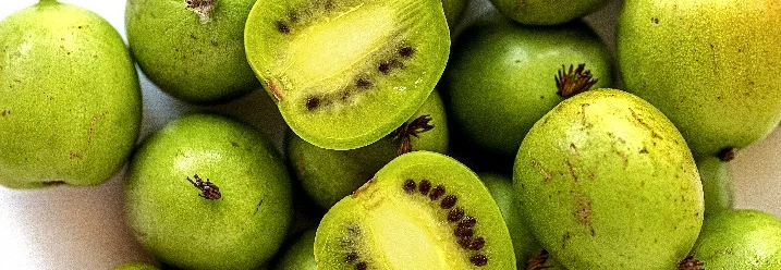 Frische Kiwibeeren