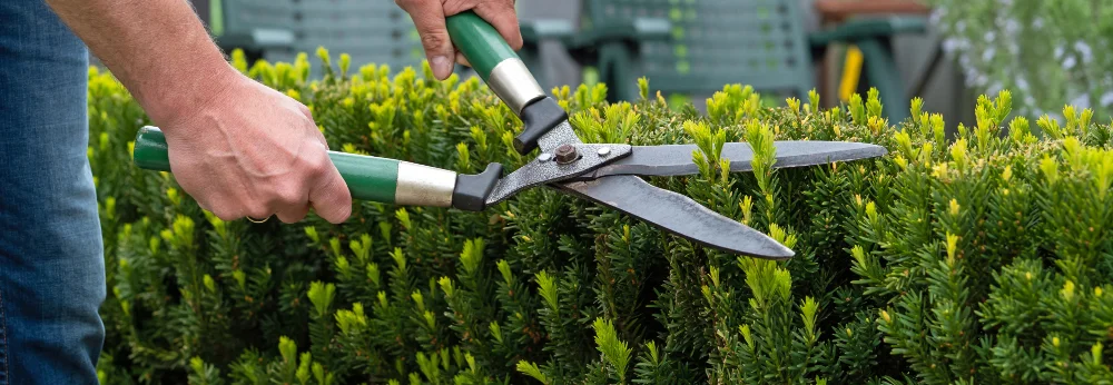 Person schneidet Hecke mit Gartenschere