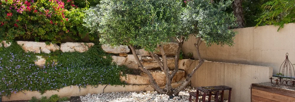 Garten mit Olivenbaum und Natursteinmauer