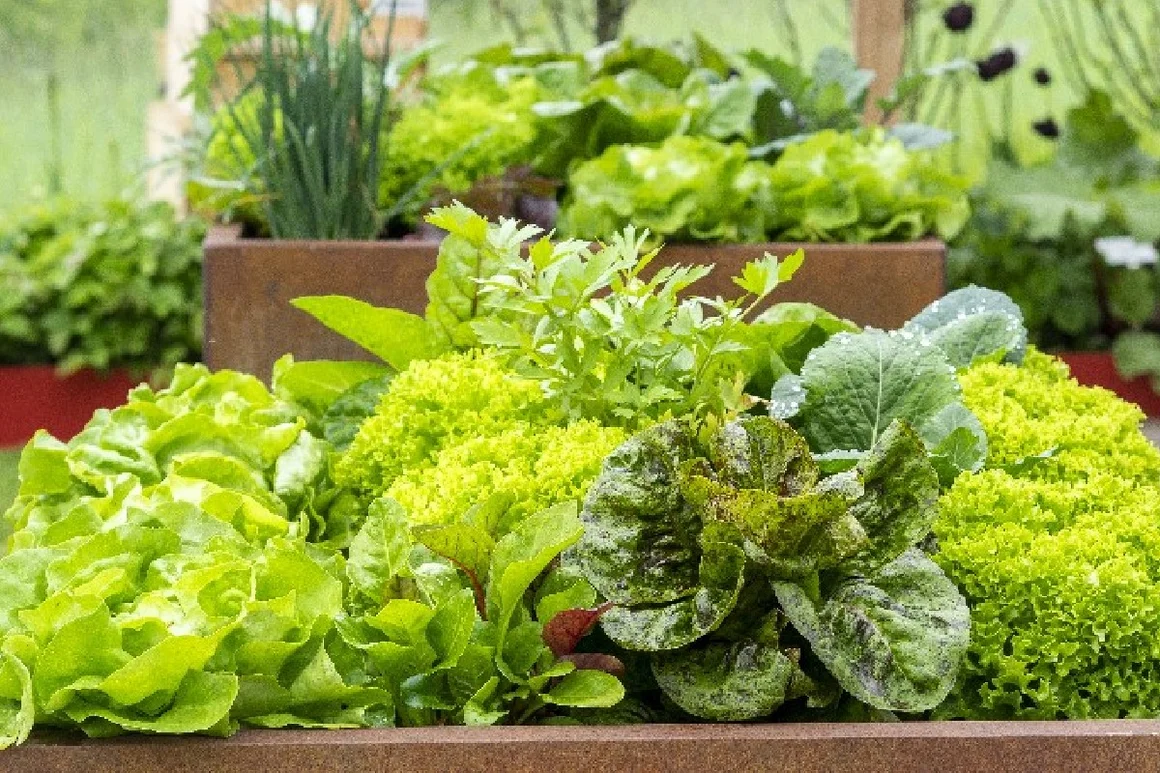 Verschiedene Salatsorten im Hochbeet