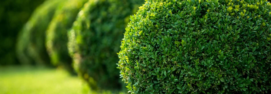 Mehrere Buchsbäume im Garten