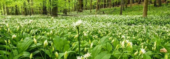 Blühender Bärlauch im Wald