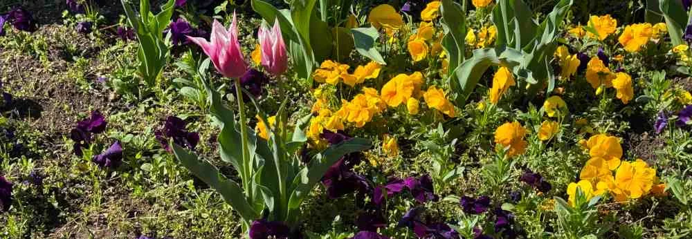 Buntes Blumenbeet mit rosa Tulpen und Stiefmütterchen