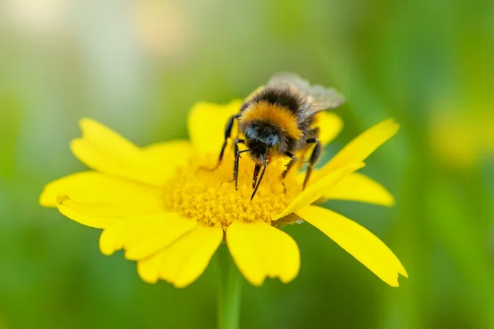 Biene auf gelber Blume