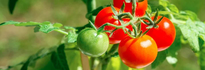 Tomatenpflanze mit reifen und unreifen Tomaten