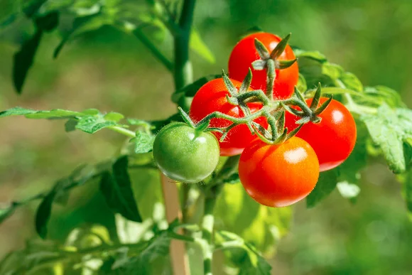 Tomatenpflanze mit reifen und unreifen Tomaten