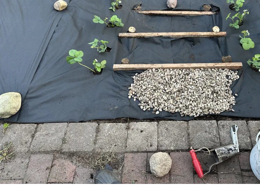 Gartenbeet mit Erdbeerpflanzen und Kies