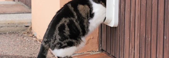 Schwarz-weiße Katze an Katzenklappe