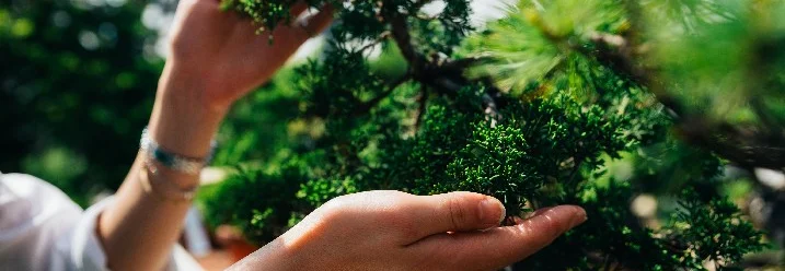Person pflegt Bonsai